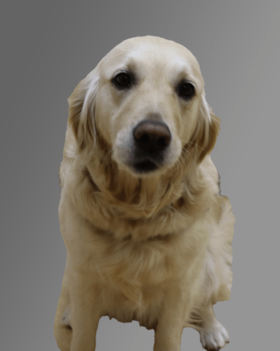 Piper